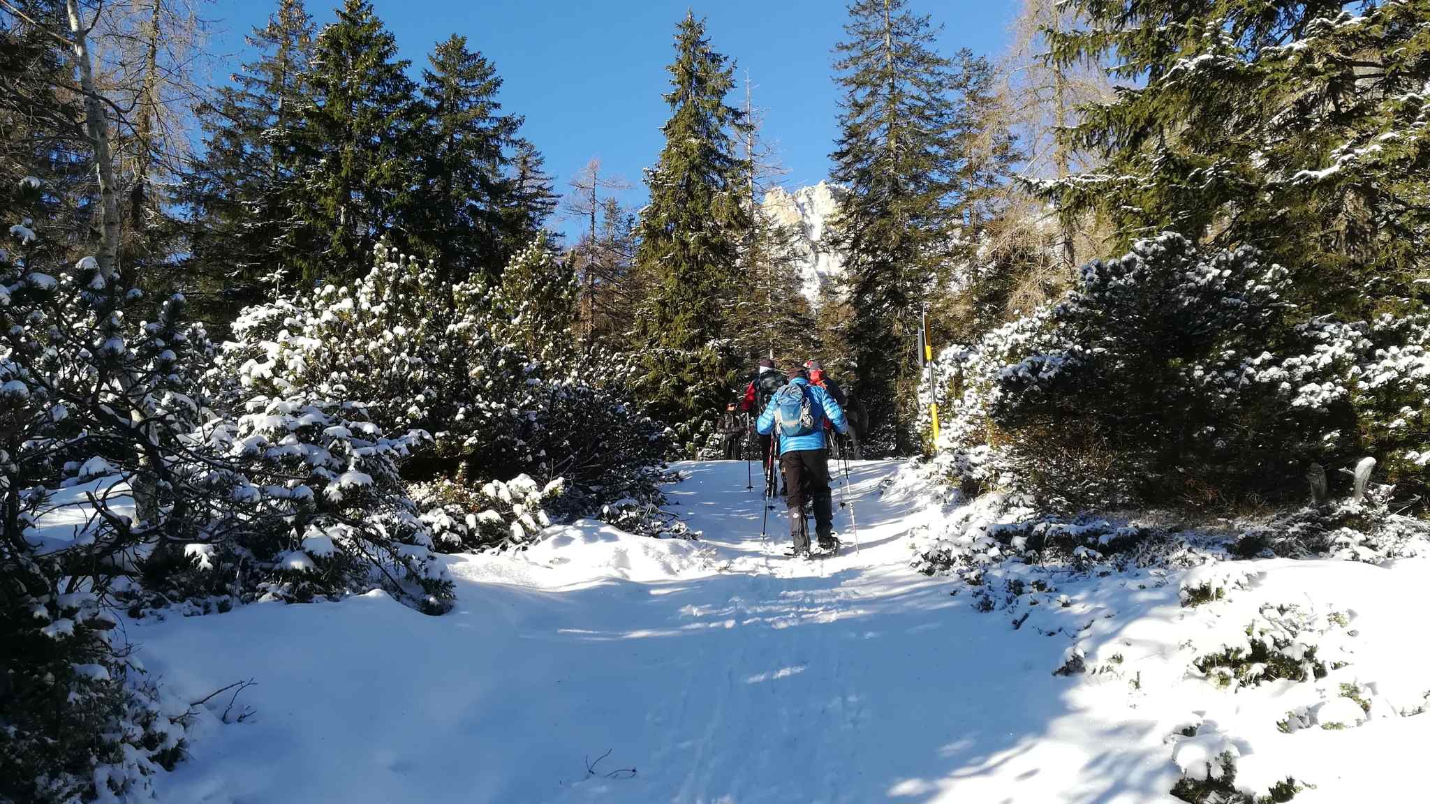 Tra pante di mughi lungo la pista di ciaspole
