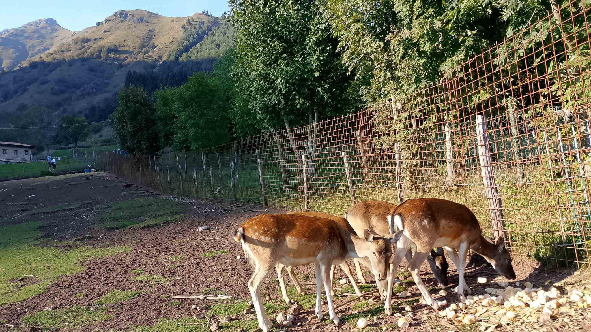 daini a Caregno