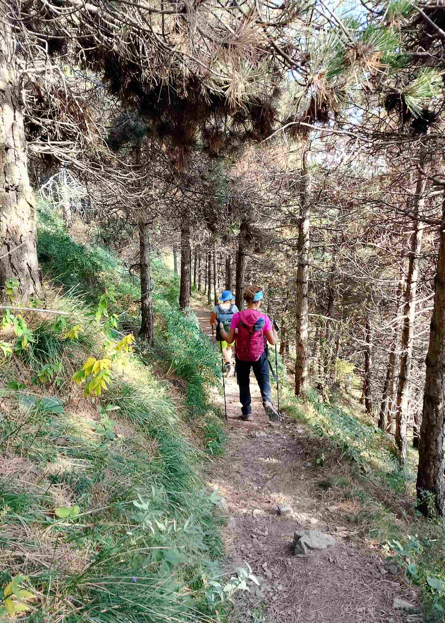 Passaggio lungo la pineta a Caregno
